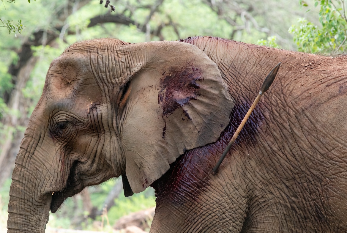 Home elephant with speak